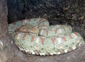 Vipère de  Schlegel (Bothriechis schlegelii)