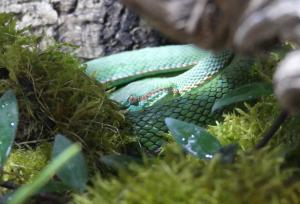 Vipère de bambous (Trimeresurus stejnegeri)