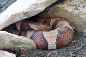Vipère de trans-pécos (Agkistrodon contortrix pictigaster)