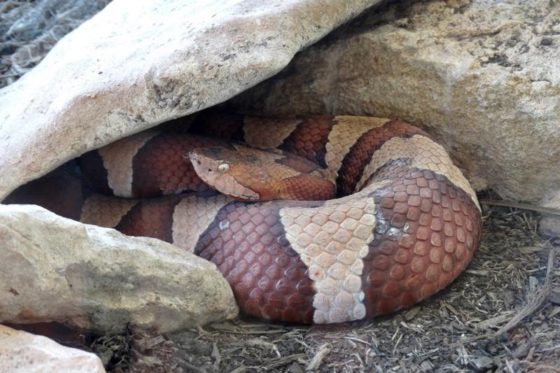 Vipère de trans-pécos (Agkistrodon contortrix pictigaster)