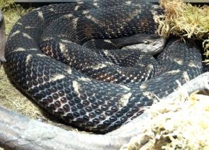 Vipère des cent pas (Deinagkistrodon actucus actucus)