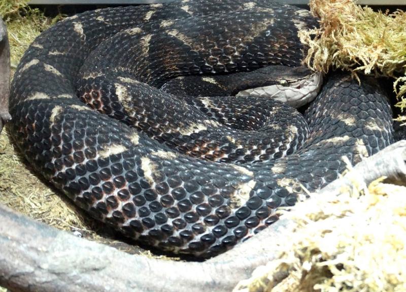 Vipère des cent pas (Deinagkistrodon actucus actucus)