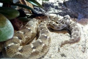 Vipère des pyramides (Echis carinatus)