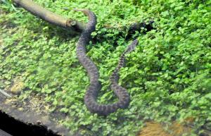 Vipère péliade (Vipera berus)