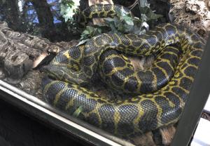 Anaconda jaune (Eunectes notaeus)