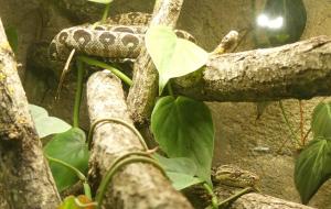 Boa des jardins (Corallus hortulanus)