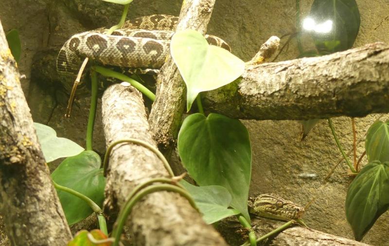 Boa des jardins (Corallus hortulanus)