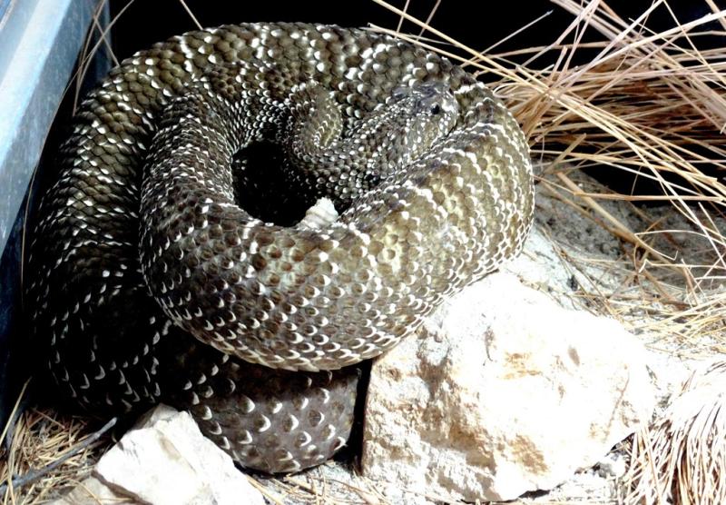 Crotale pygmée (Crotalus miliarius)