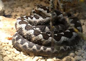 Vipère cornue (Vipera ammodytes)