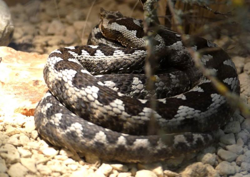 Vipère cornue (Vipera ammodytes)