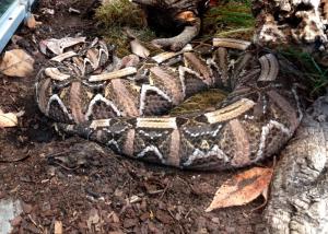 Vipére du Gabon (Bitis gabonica)