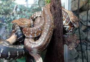 Serpentes (Serpents)