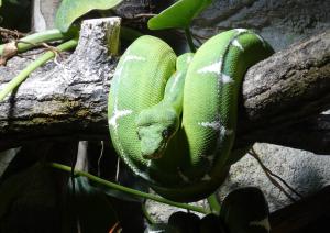 Boa émeraude (Corallus caninus)
