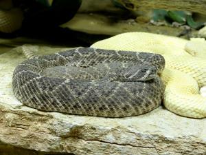 Crotale diamantin de l'Ouest (Crotalus atrox)