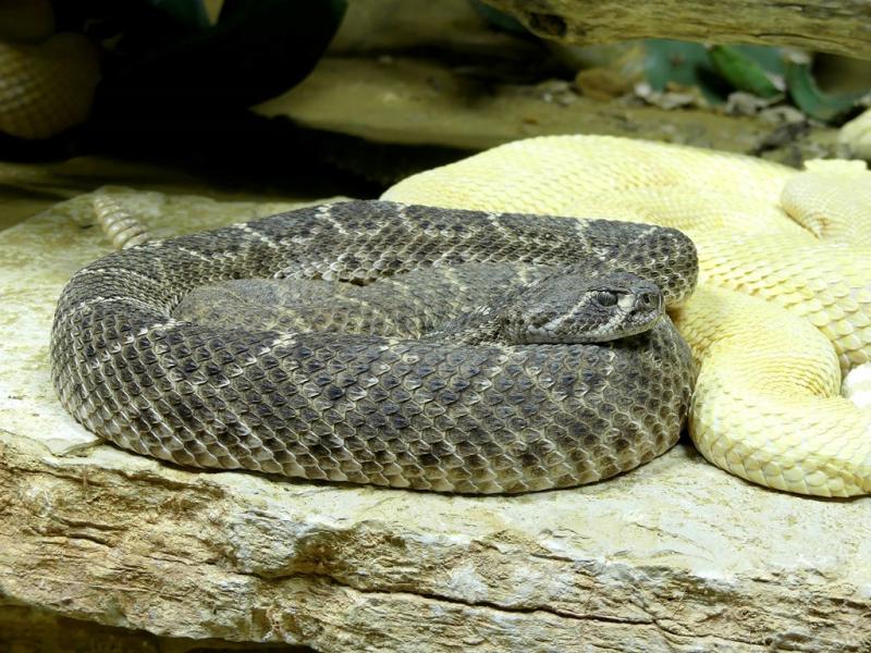 Crotale diamantin de l'Ouest (Crotalus atrox)