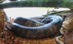 Serpent de Collet (Pseudechis colletti)