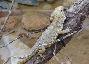 Agame barbu (Pogona vitticeps)
