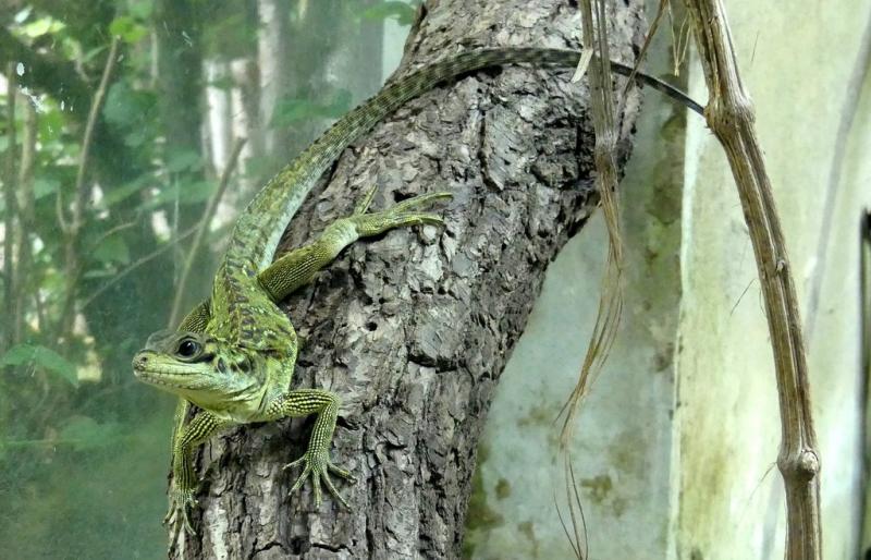 Agame voilier des Philippines (Hydrosaurus pustulatus)