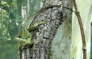 Agame voilier des Philippines (Hydrosaurus pustulatus)