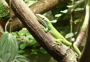 Anole à tête  bleue (Anolis allisoni)