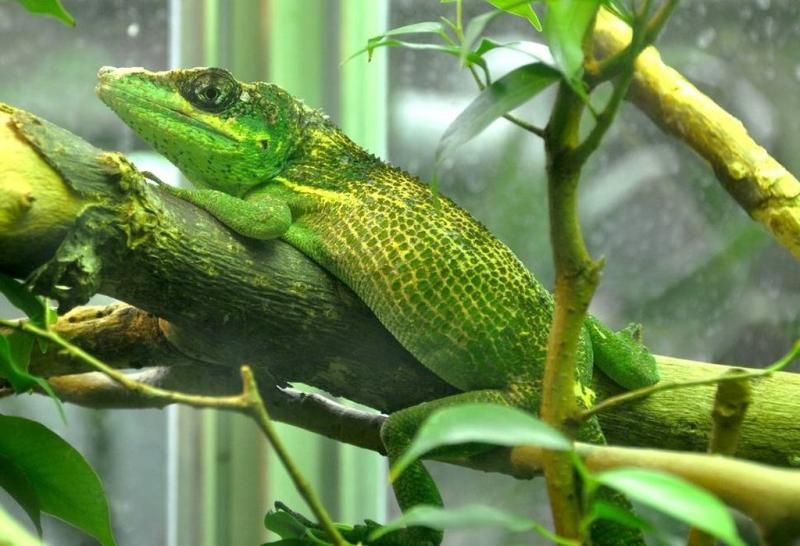 Anole chevalier (Anolis equestris)