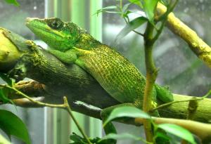 Anole chevalier (Anolis equestris)