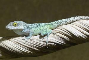 Anole des Bermudes (Anolis leachii)
