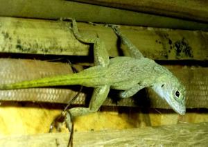 Anole gracile d'Hispaniola (Anolis distichus)