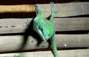 Anole vert (Anolis carolinenesis)