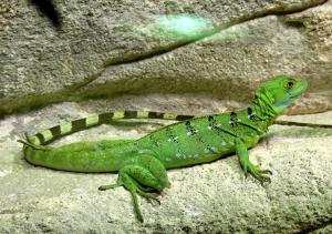 Basilic vert (Basiliscus plumifrons)
