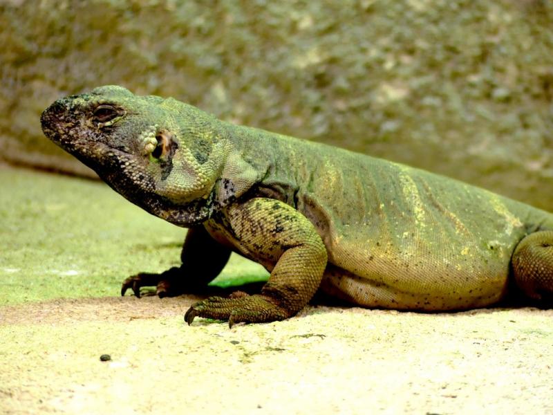 Chuckwalla (Sauromalus ater)