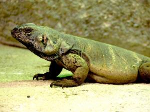 Chuckwalla (Sauromalus ater)