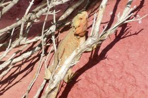 Dragon barbu (Pogona vitticeps)