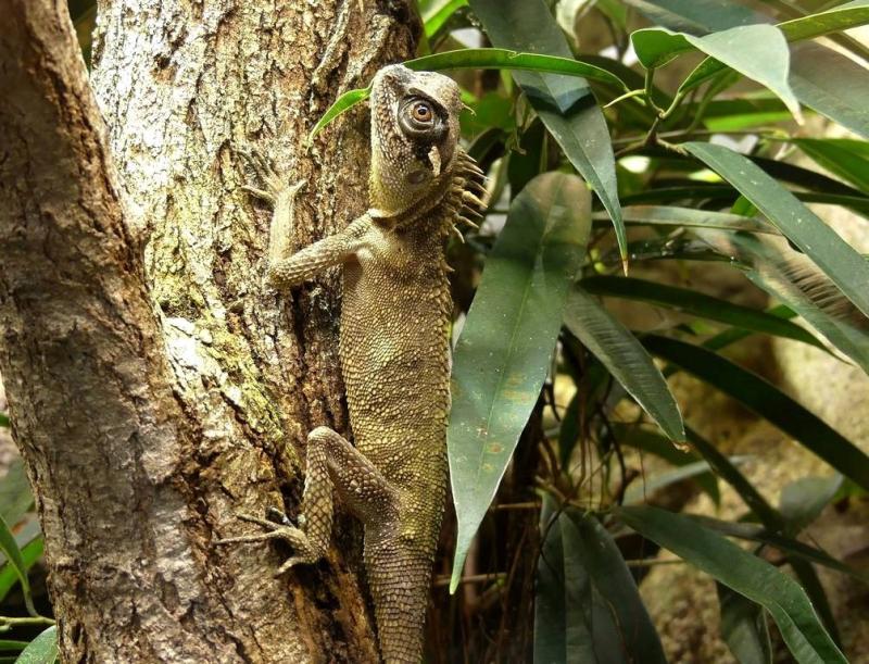 Dragon cornu des montagnes (Acanthosaura capra)