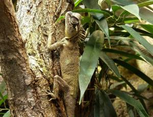 Dragon cornu des montagnes (Acanthosaura capra)