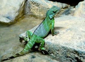 Dragon d'eau vert (Physignathus cocincinus)