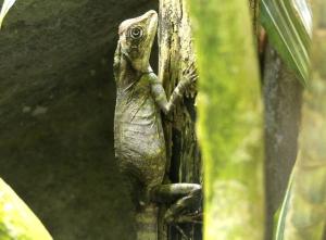 Dragon des forêts de Bell (Gonocephalus bellii)