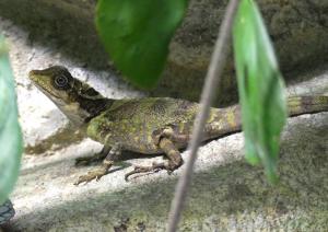 Dragon géant des forêts (Gonocephalus grandis)