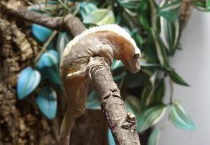 Gecko à crête (Correlophus ciliatus)