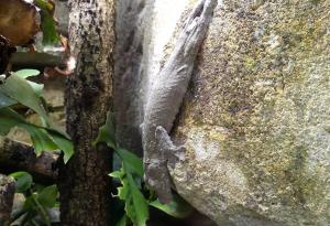 Gecko à queue de feuille (Uroplatus henkeli)