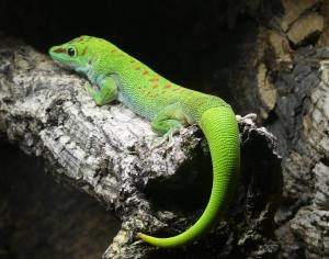 Gecko géant de Madagascar (Phelsuma grandis)
