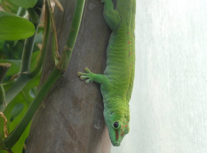Gecko géant de Nouvelle Calédonie (Rhacodactylus leachianus)