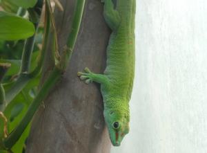 Gecko géant de Nouvelle Calédonie (Rhacodactylus leachianus)