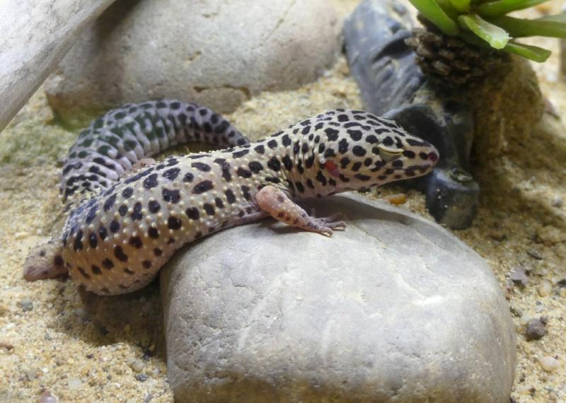 Gecko léopard (Eublepharis macularius)