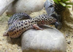 Gecko léopard (Eublepharis macularius)