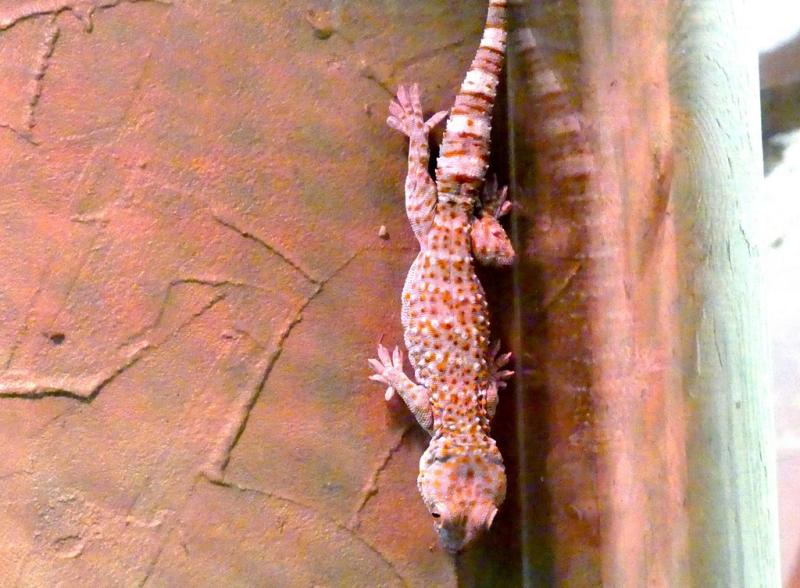 Gecko tokay (Gekko gecko)