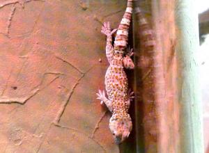 Gecko tokay (Gekko gecko)
