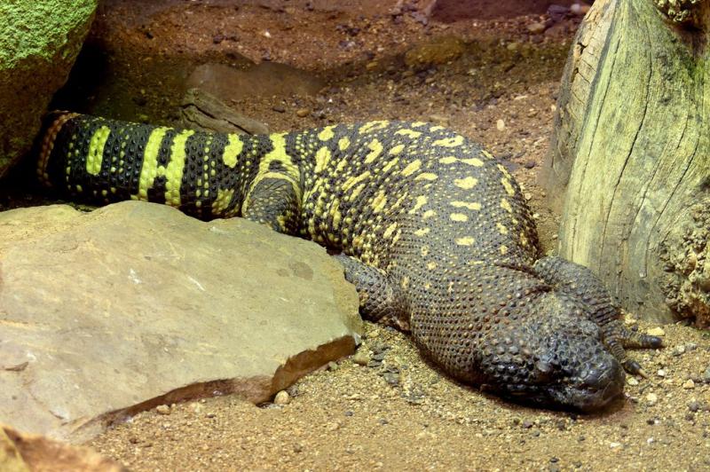 Héloderme perlé du Rio Grande (Heloderma exasperatum)