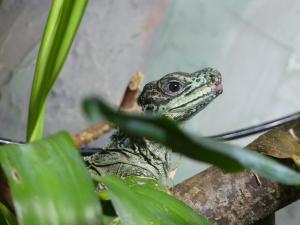 Hydrosaure de Weber (Hydrosaurus weberi)