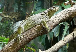 Hydrosaure des Philippines (Hydrosaurus pustulatus)